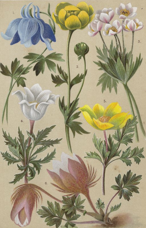 Alpin flora av European School