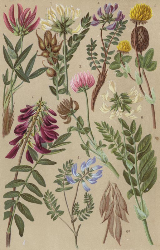 Alpin flora av European School