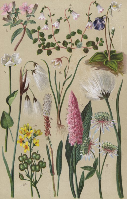 Alpin flora av European School
