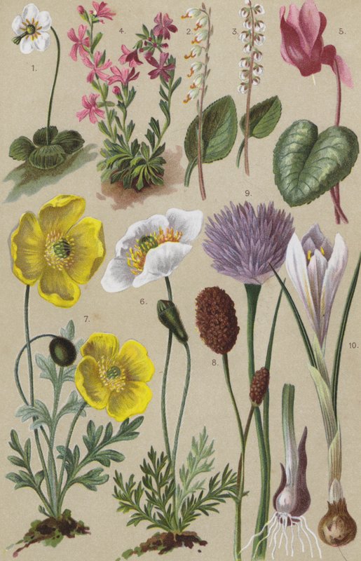 Alpin flora av European School