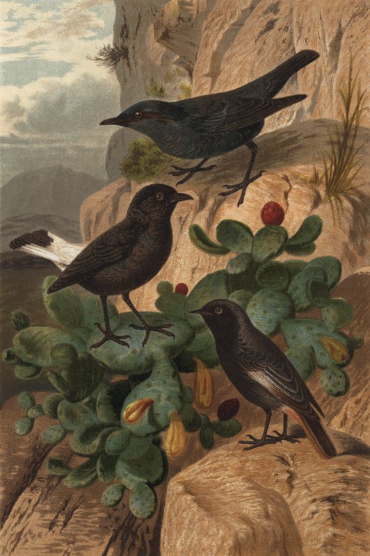 Blue Rock Thrush, Black Wheatear och Black RedStar av European School