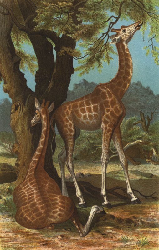 Giraff av European School