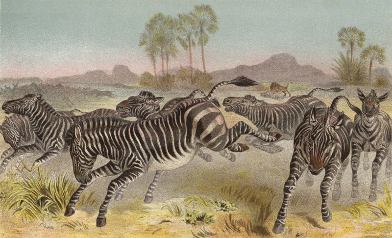 Zebra av European School