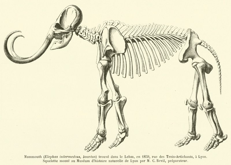 Mammoth (Elephas intermedius, Jourdan) hittades i Lehm, 1859, rue des Trois-Artichauts, i Lyon av French School