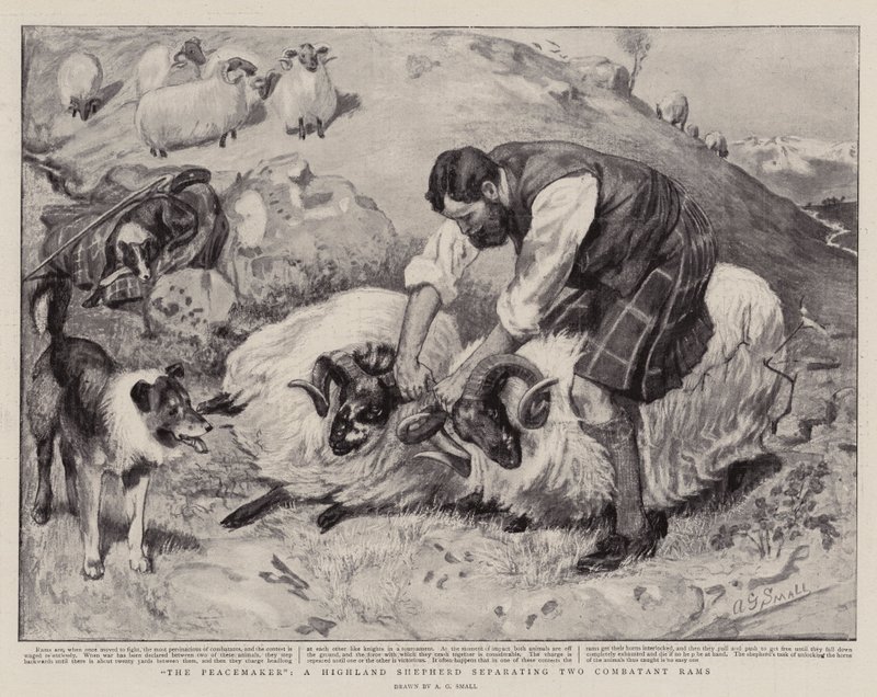 The Peacemaker, en Highland Shepherd som separerar två stridande baggar av A. G. Small