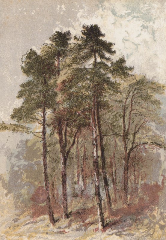 Grupp av granar (chromolitho) av Aaron Edwin Penley