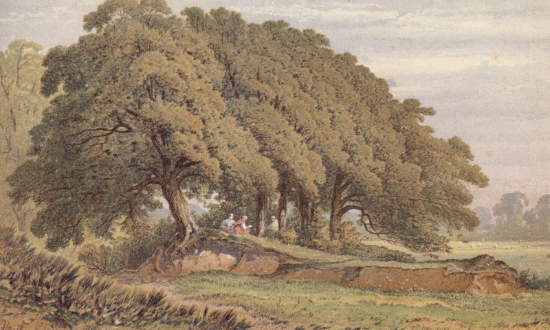 Studie av en grupp ekar, nära Eltham, Kent (chromolitho) av Aaron Edwin Penley