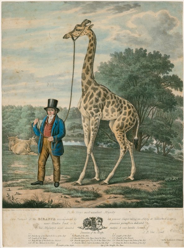 Porträtt av en giraff, 1827 av Abraham Bruiningh van Worrell