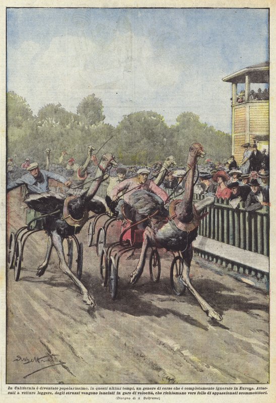 I Kalifornien har blivit mycket populär, på senare tid, en genre av racing som? av Achille Beltrame