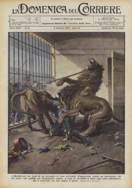 I Monfalcone rusade tre lejon i ett menageri plötsligt mot en skötare vem? av Achille Beltrame