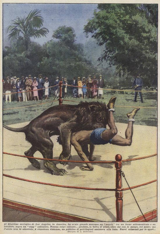 Var en lejonmatch på Los Angeles Zoo i Amerika en stor framgång? av Achille Beltrame