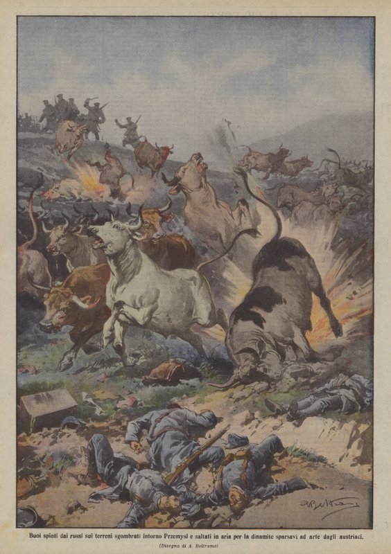 Oxar knuffade av ryssarna på det rensade landet runt Premysl och sprängt av dynamit? av Achille Beltrame