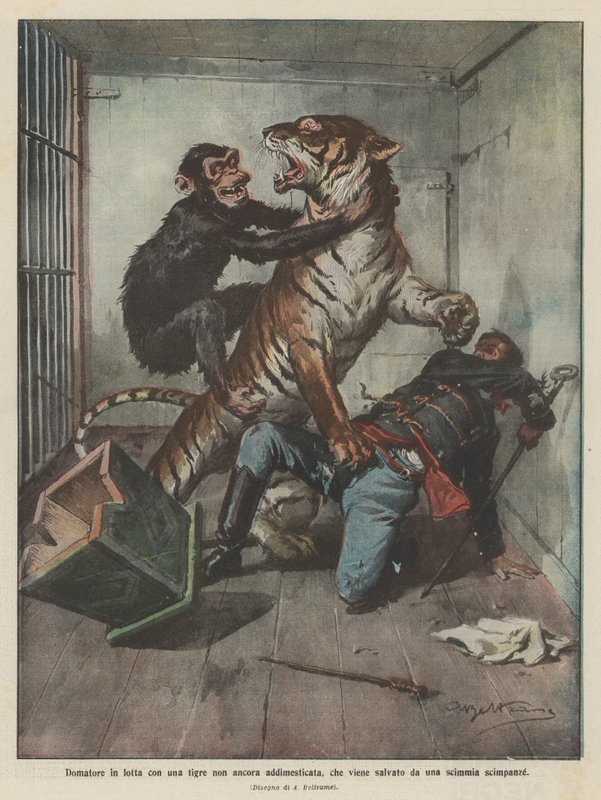 Tamer kämpar med en oförberedd tiger, som räddas av en schimpansapa av Achille Beltrame