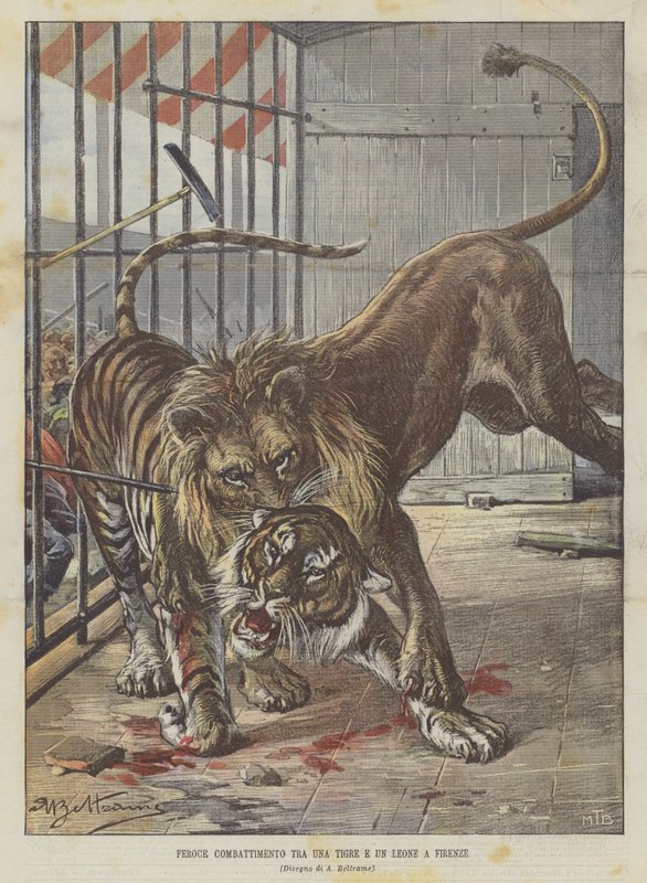 Hårda strider Mellan En Tiger Och Ett Lejon I Florens av Achille Beltrame