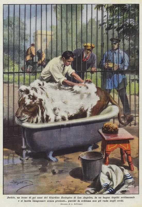 Jackie, ett sexårigt lejon från Los Angeles Zoo, tar ett ljummet bad? av Achille Beltrame