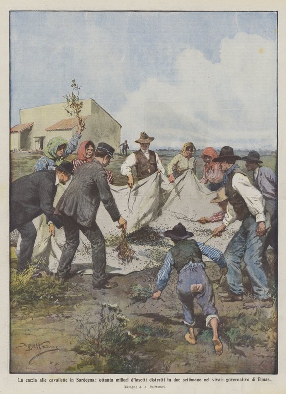 Gräshoppajakt på Sardinien, åttio miljoner insekter förstörda på två veckor i? av Achille Beltrame