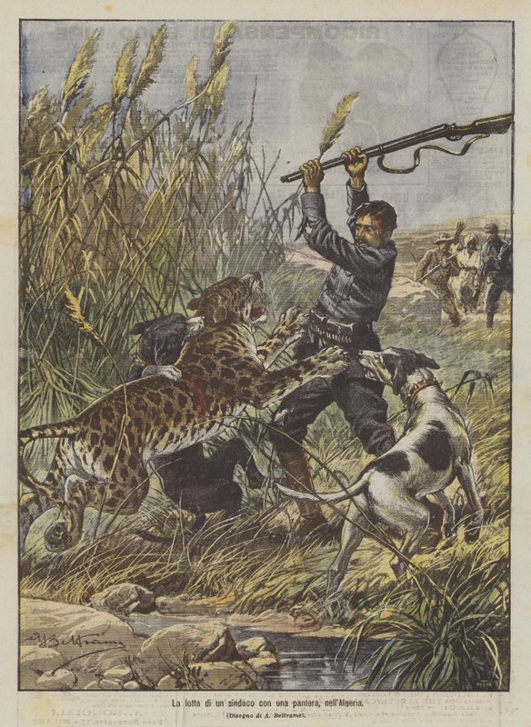 En borgmästares kamp med en panter i Algeriet av Achille Beltrame