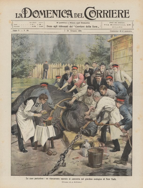 The Dangerous Cures, en kataraktopererad noshörning i New York Zoo av Achille Beltrame