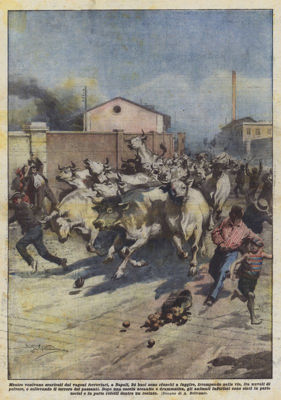 Medan de lossades från järnvägsvagnarna, i Neapel, lyckades 24 oxar fly? av Achille Beltrame