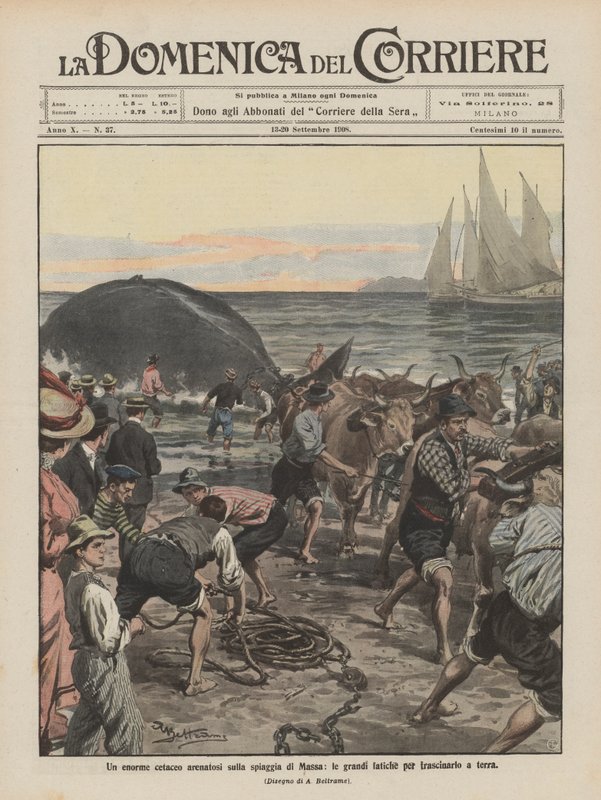 En stor val strandade på stranden i Massa, de stora ansträngningarna att dra den i land av Achille Beltrame