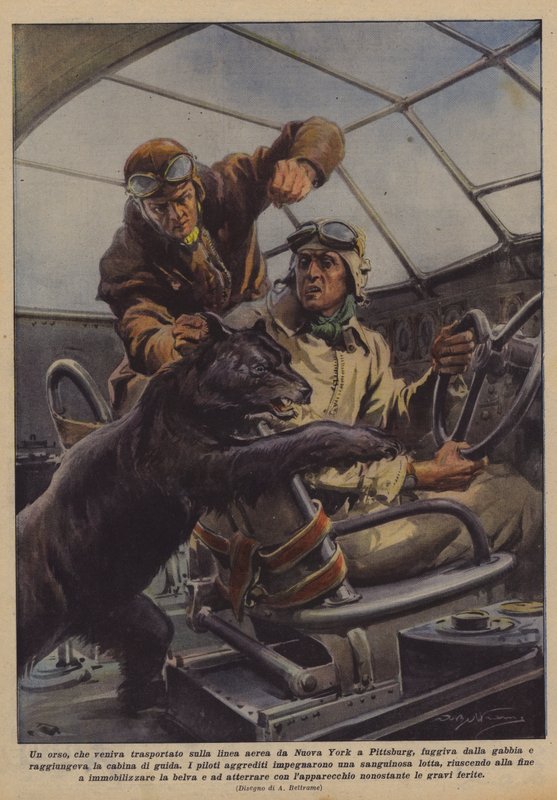 Flydde en björn, som transporterades med flygbolaget från New York till Pittsburg, från buren? av Achille Beltrame