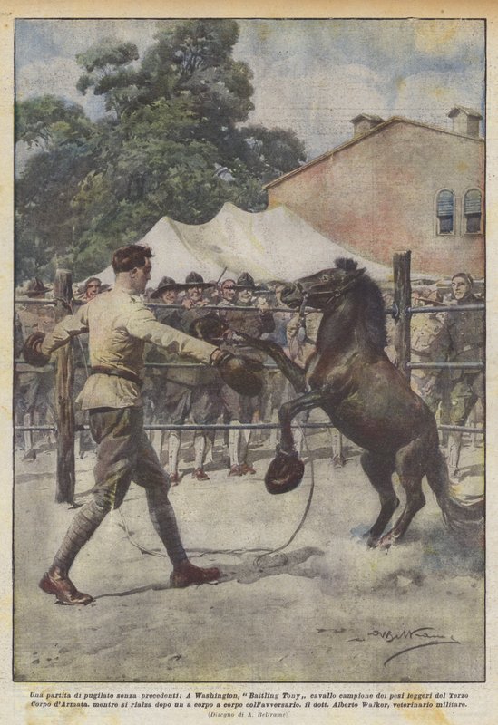 En aldrig tidigare skådad boxningsmatch, Washingtons kämpande Tony hästviktsmästare? av Achille Beltrame