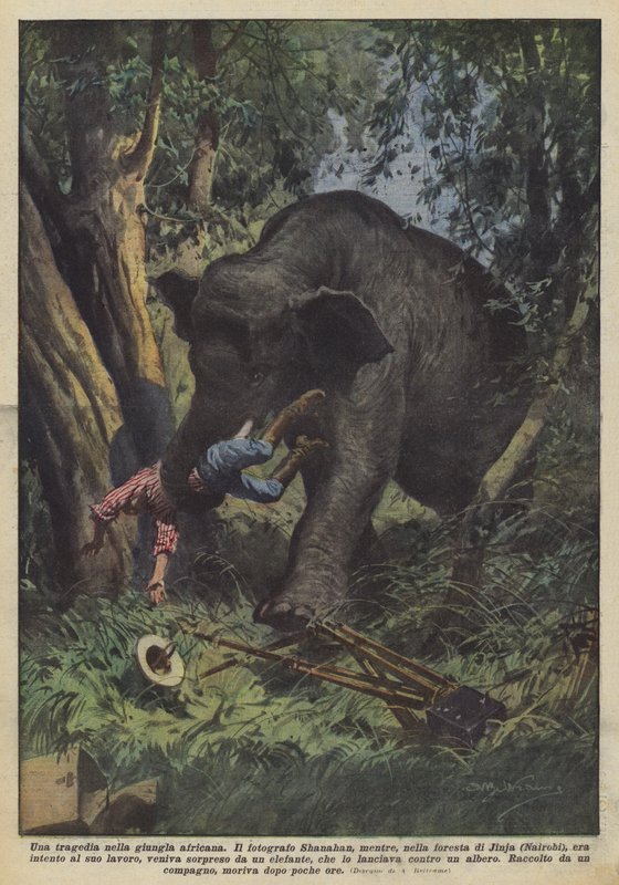En tragedi i den afrikanska djungeln av Achille Beltrame
