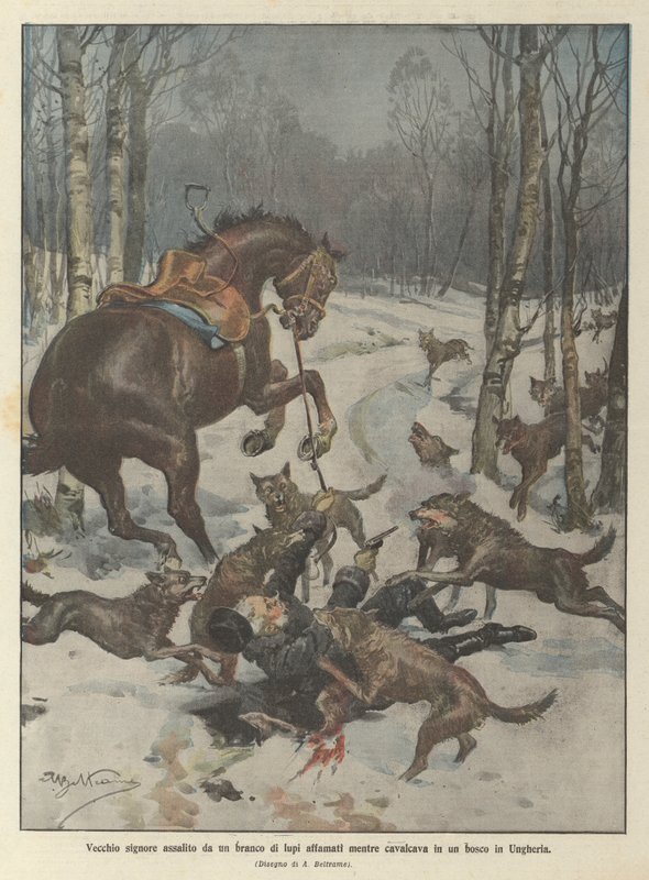Gammal herre attackerad av en flock hungriga vargar när han red i en skog i Ungern av Achille Beltrame
