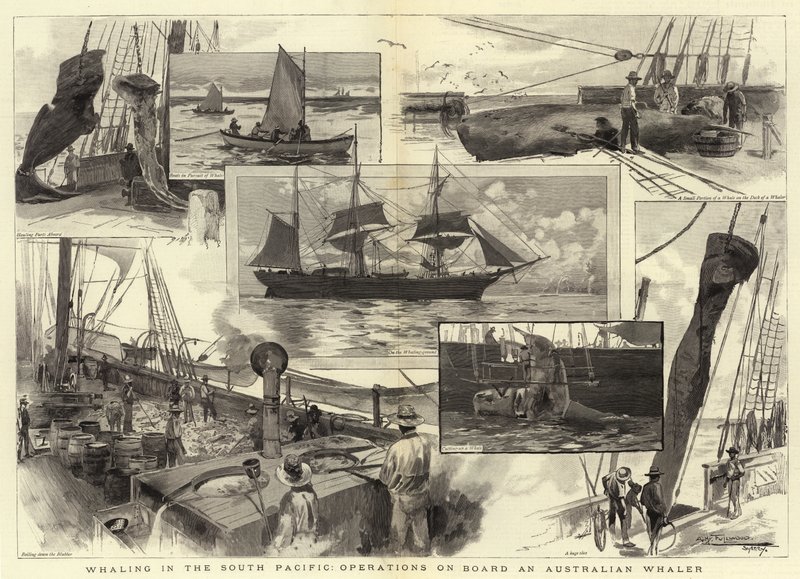 Valfångst i södra Stilla havet, operationer ombord på en australisk valfångare av Albert Henry Fullwood