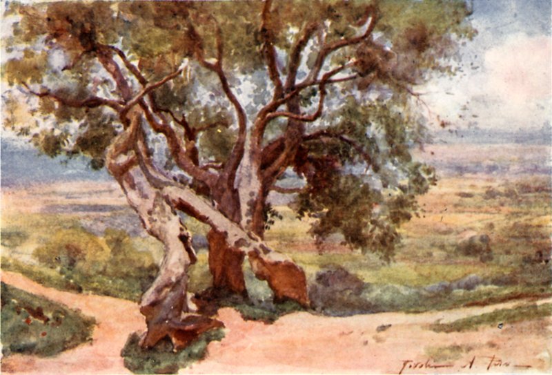 Campagna Romana, från Tivoli av Alberto Pisa