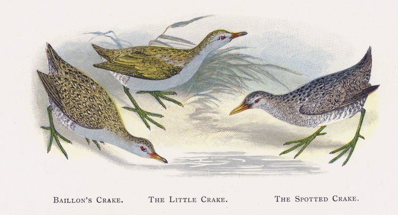 Baillons Crake, Lilla Crake, Fläckig Crake av Alexander Francis Lydon