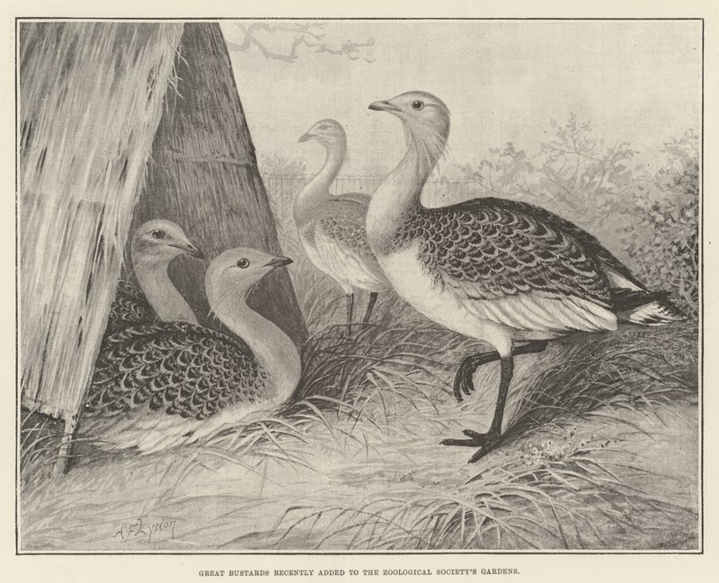 Stora bustards har nyligen lagts till i Zoological Society