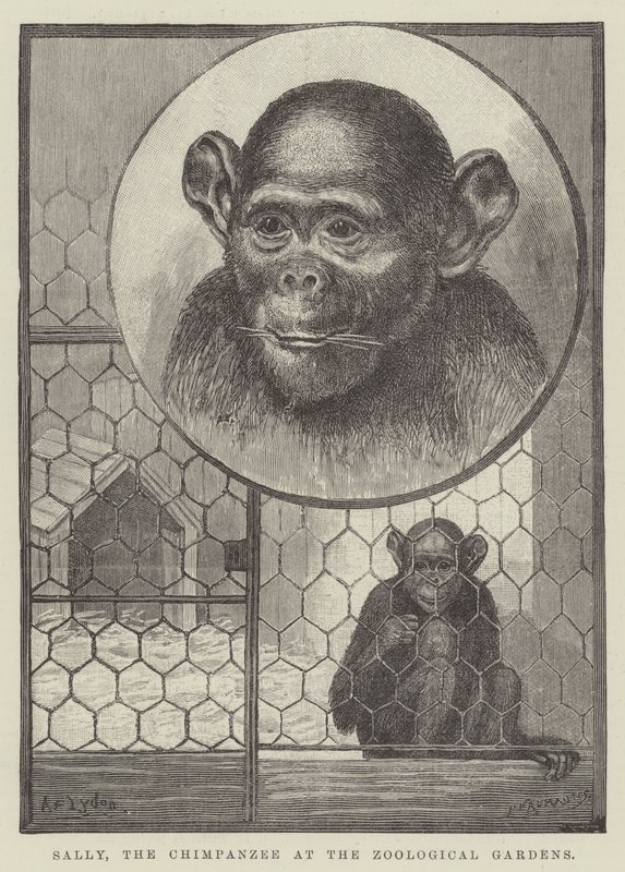 Sally, schimpansen vid Zoological Gardens av Alexander Francis Lydon