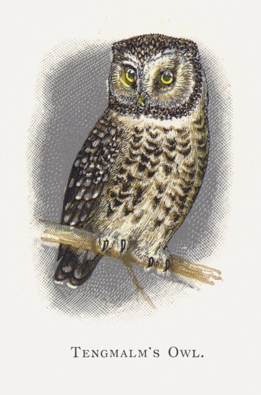 Tengmalms Uggla av Alexander Francis Lydon