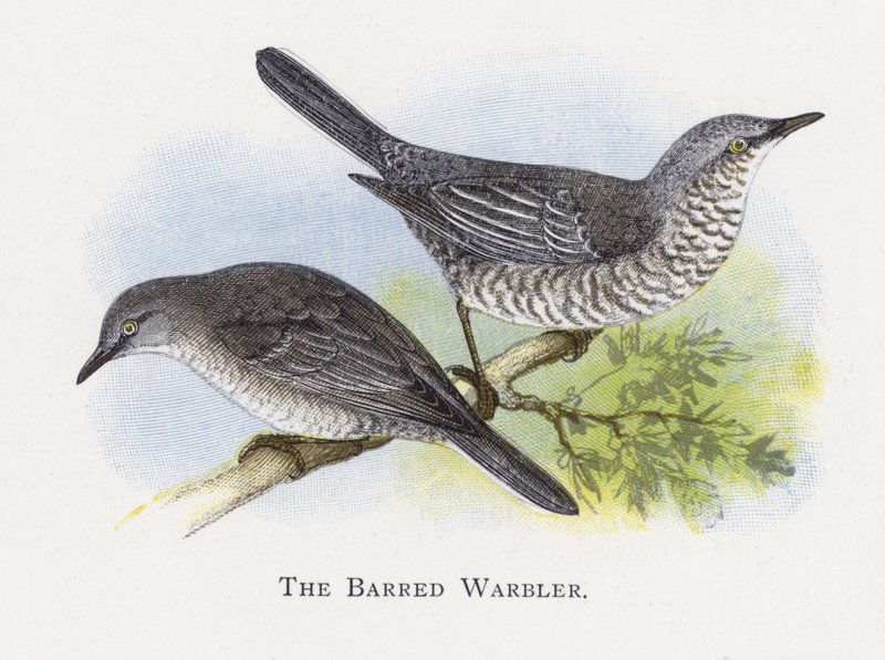 Barred Warbler av Alexander Francis Lydon