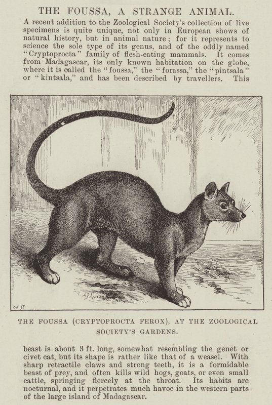 Foussa (Cryptoprocta Ferox) i Zoological Society