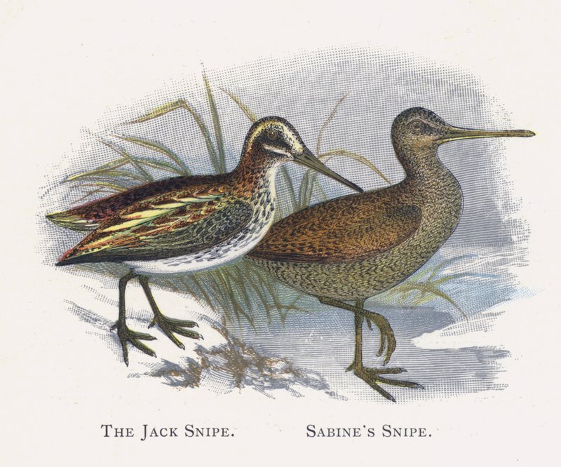 Jack Snipe, Sabines Snipe av Alexander Francis Lydon