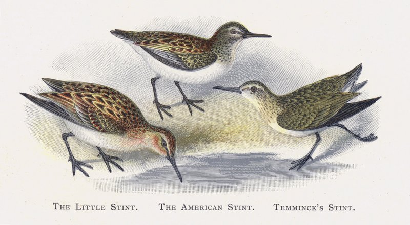 The Little Stint, The American Stint, Temmincks Stint av Alexander Francis Lydon