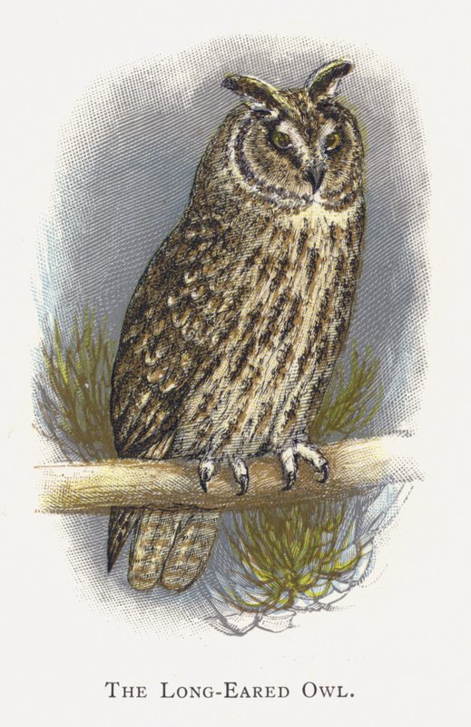 Långörad uggla av Alexander Francis Lydon