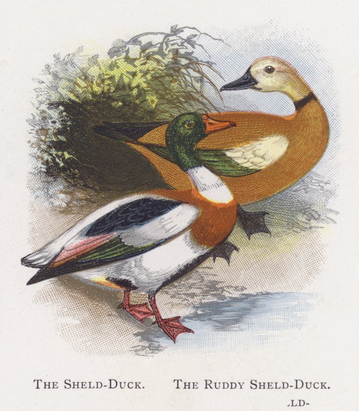 The Shield-Duck, The Ruddy Shelduck av Alexander Francis Lydon