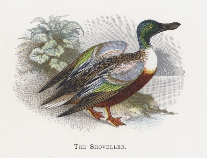 The Shoveler av Alexander Francis Lydon