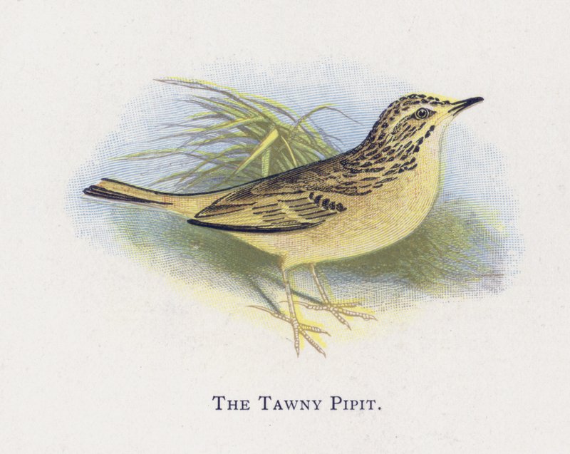 Tawny Pipit av Alexander Francis Lydon