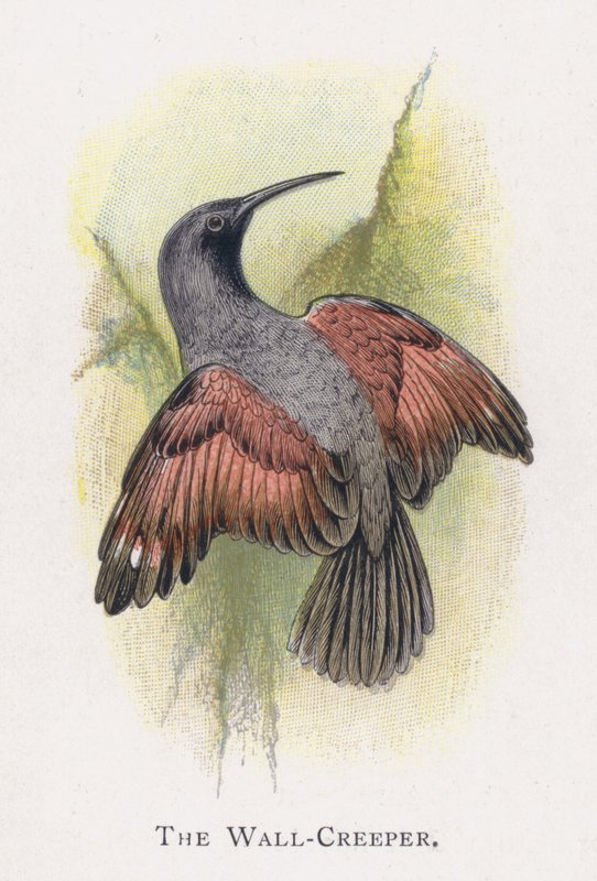 The Wall-Creeper av Alexander Francis Lydon