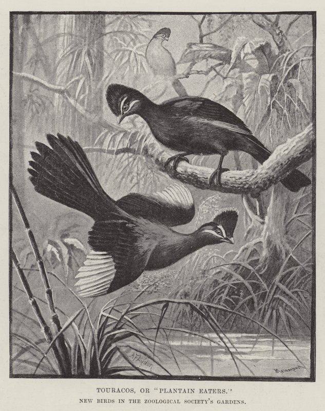 Touracos, eller Plantain Eaters, nya fåglar i Zoological Society