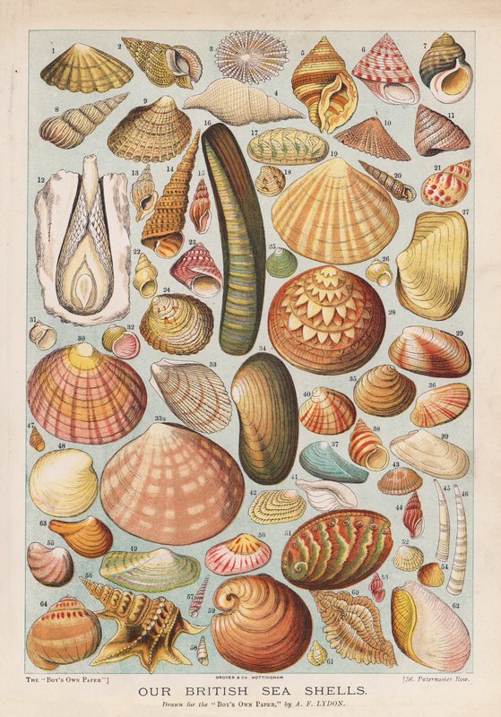 Brittiska snäckskal (chromolitho) av Alexander Francis (after) Lydon