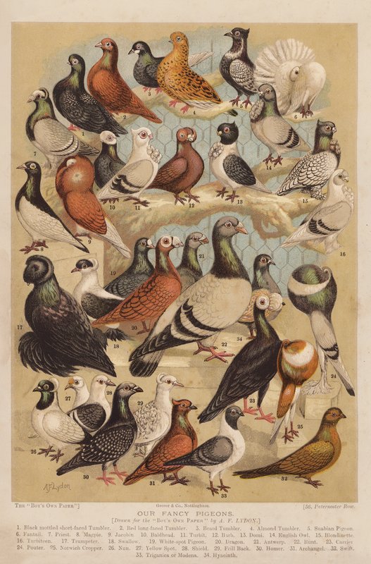Duvor (chromolitho) av Alexander Francis (after) Lydon