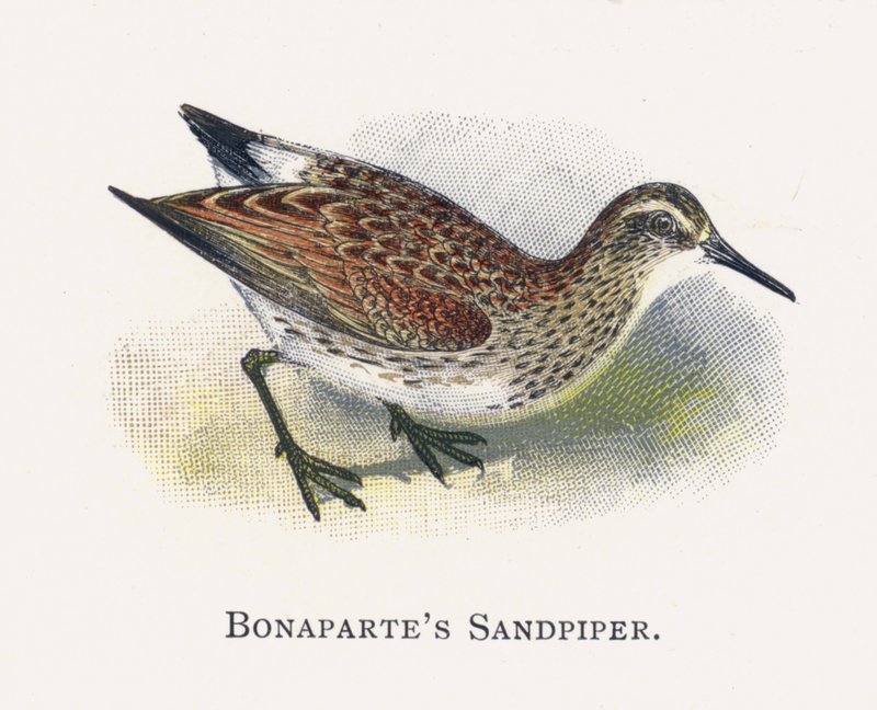 Bonapartes sandsnäppa av Alexander Francis Lydon
