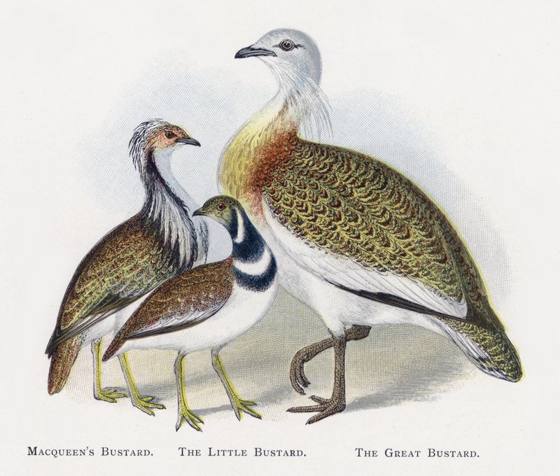 Macqueens bustard, The Little Bustard, The Great Bustard av Alexander Francis Lydon