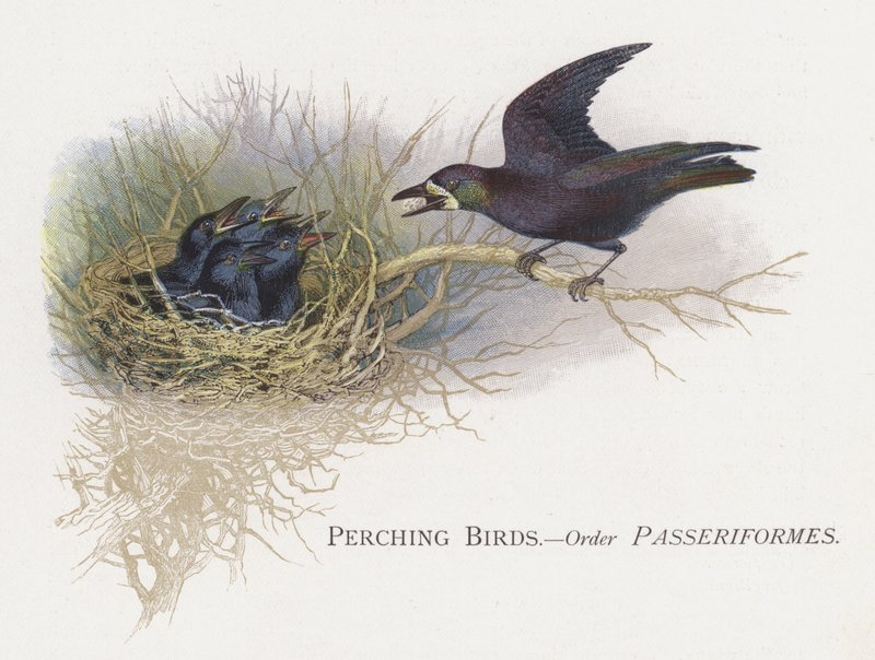 Sittfåglar, ordning Passeriformes av Alexander Francis Lydon