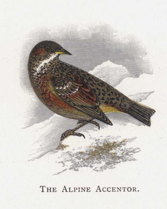 Den alpina accentorn av Alexander Francis Lydon
